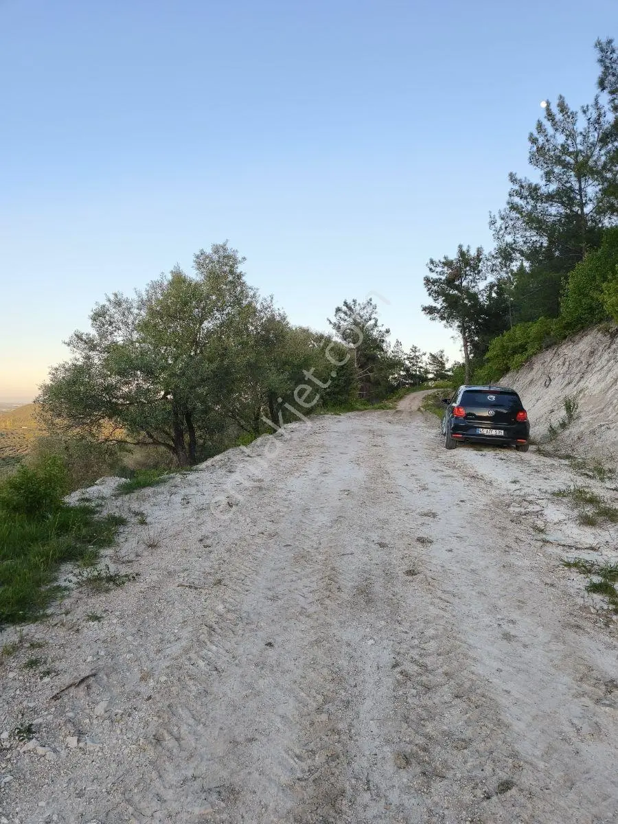Akhisar Sabancılarda 1.485 M2 Tek Tapu Uygun Fiyatlı Zeytinlik — fotoğraf 7