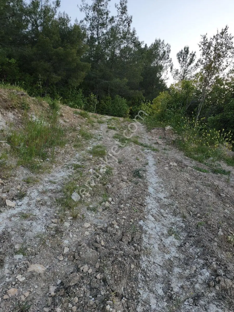 Akhisar Sabancılarda 1.485 M2 Tek Tapu Uygun Fiyatlı Zeytinlik — fotoğraf 8