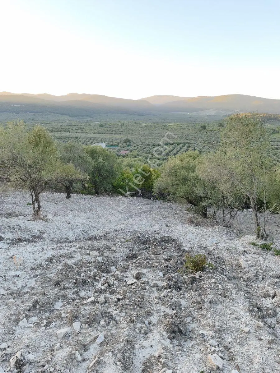 Akhisar Sabancılarda 1.485 M2 Tek Tapu Uygun Fiyatlı Zeytinlik — fotoğraf 9