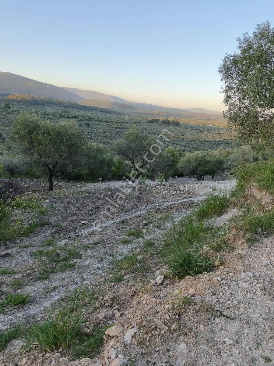 Akhisar Sabancılarda 1.485 M2 Tek Tapu Uygun Fiyatlı Zeytinlik — fotoğraf 10