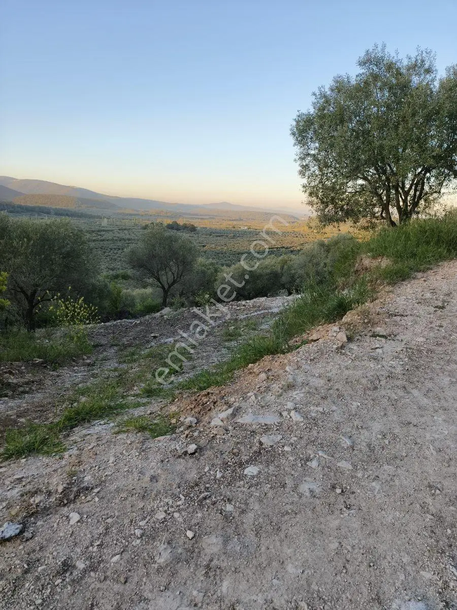 Akhisar Sabancılarda 1.485 M2 Tek Tapu Uygun Fiyatlı Zeytinlik — fotoğraf 11