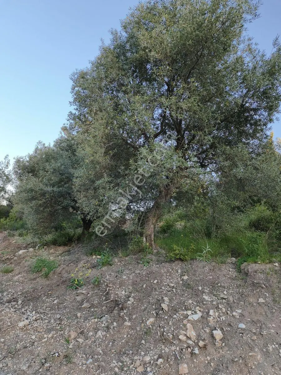 Akhisar Sabancılarda 1.485 M2 Tek Tapu Uygun Fiyatlı Zeytinlik — fotoğraf 12