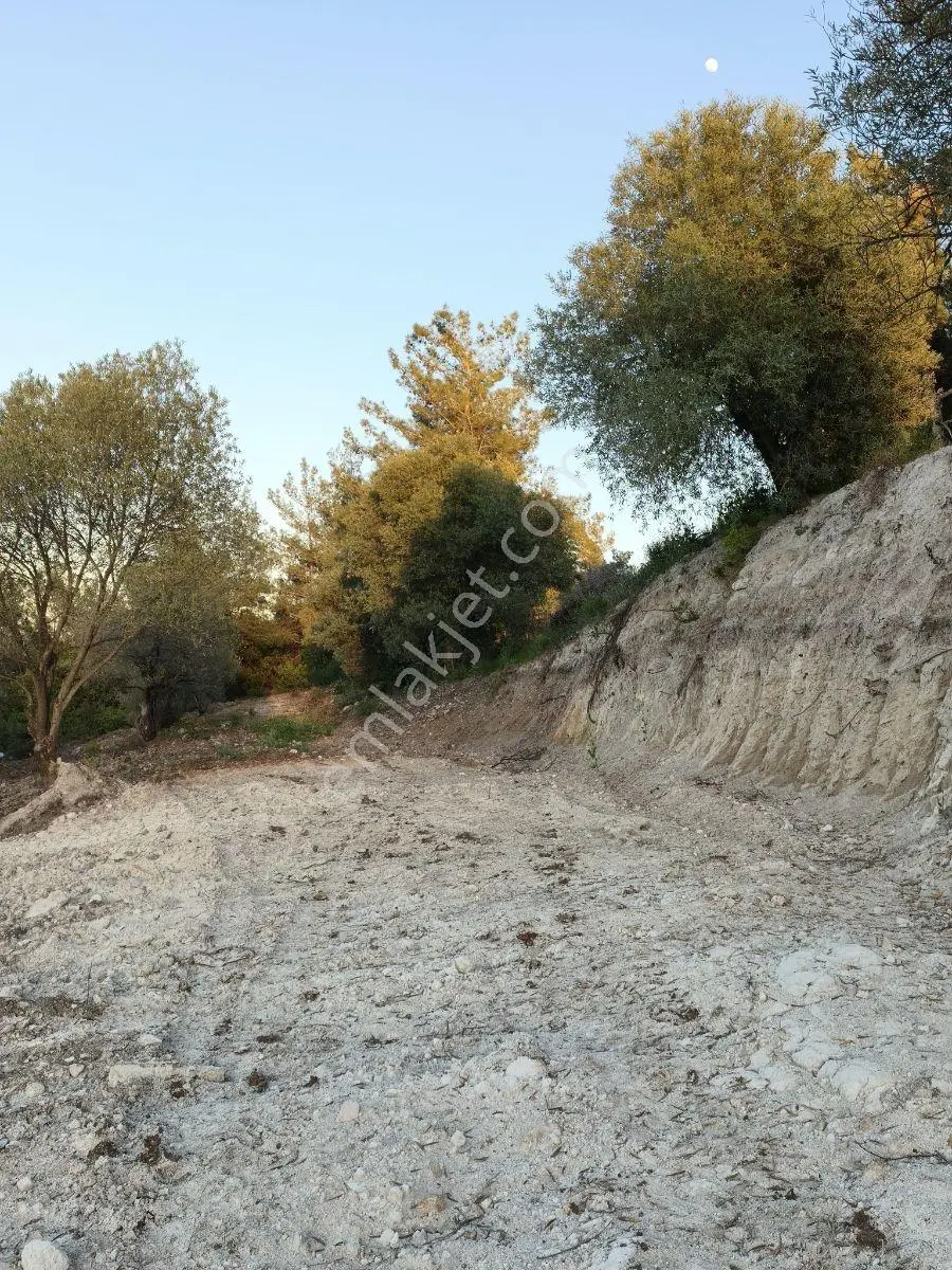Akhisar Sabancılarda 1.485 M2 Tek Tapu Uygun Fiyatlı Zeytinlik — fotoğraf 13