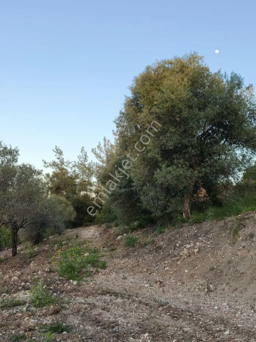Akhisar Sabancılarda 1.485 M2 Tek Tapu Uygun Fiyatlı Zeytinlik — fotoğraf 14