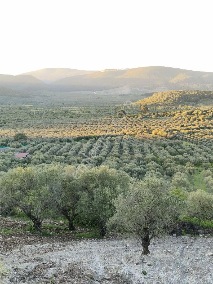 Akhisar Sabancılarda 1.485 M2 Tek Tapu Uygun Fiyatlı Zeytinlik — fotoğraf 15