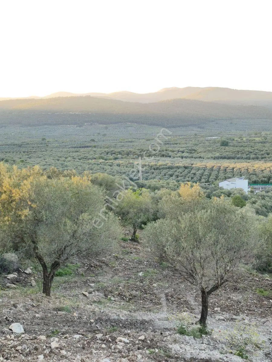 Akhisar Sabancılarda 1.485 M2 Tek Tapu Uygun Fiyatlı Zeytinlik — fotoğraf 16