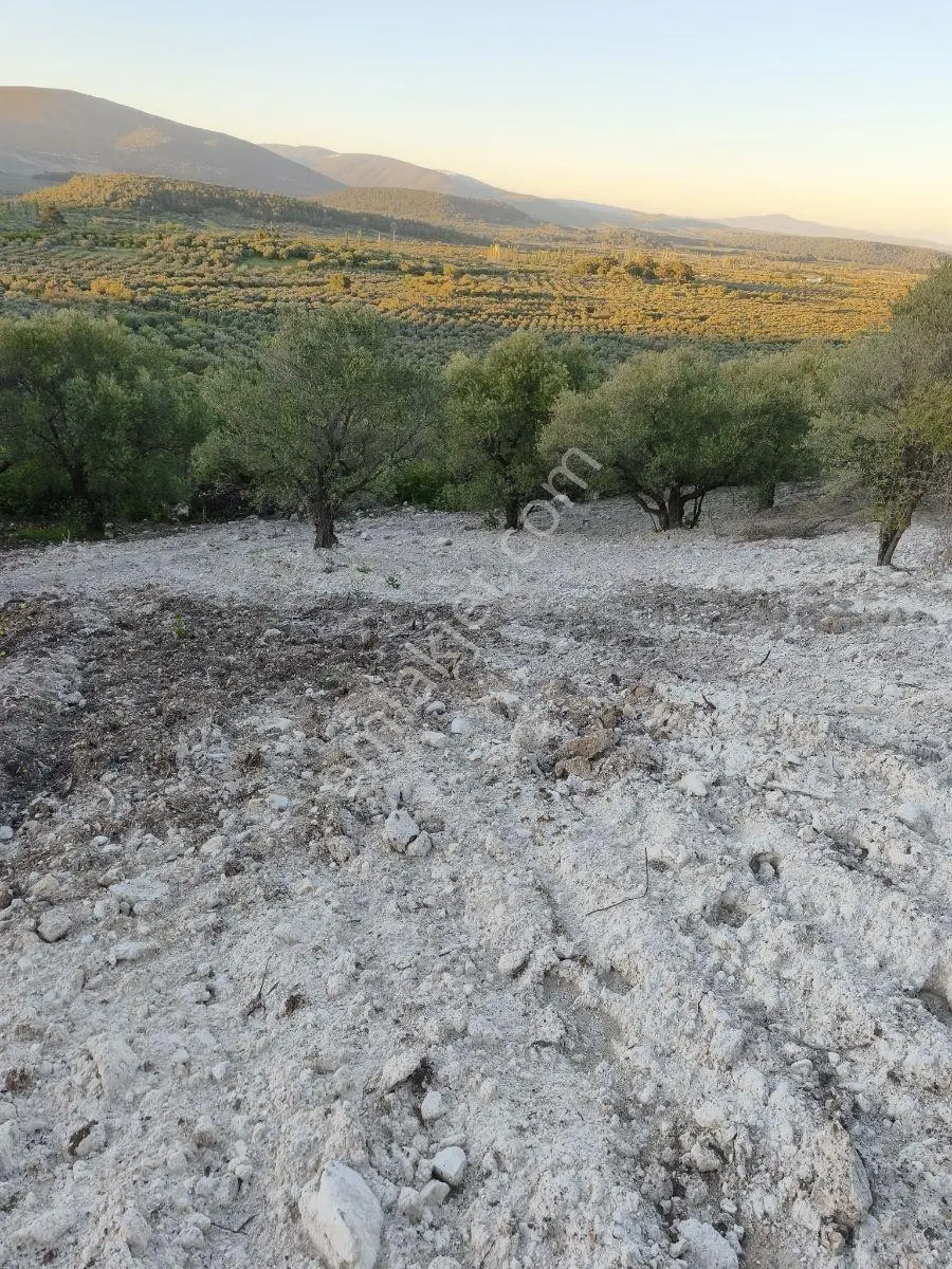 Akhisar Sabancılarda 1.485 M2 Tek Tapu Uygun Fiyatlı Zeytinlik — fotoğraf 17
