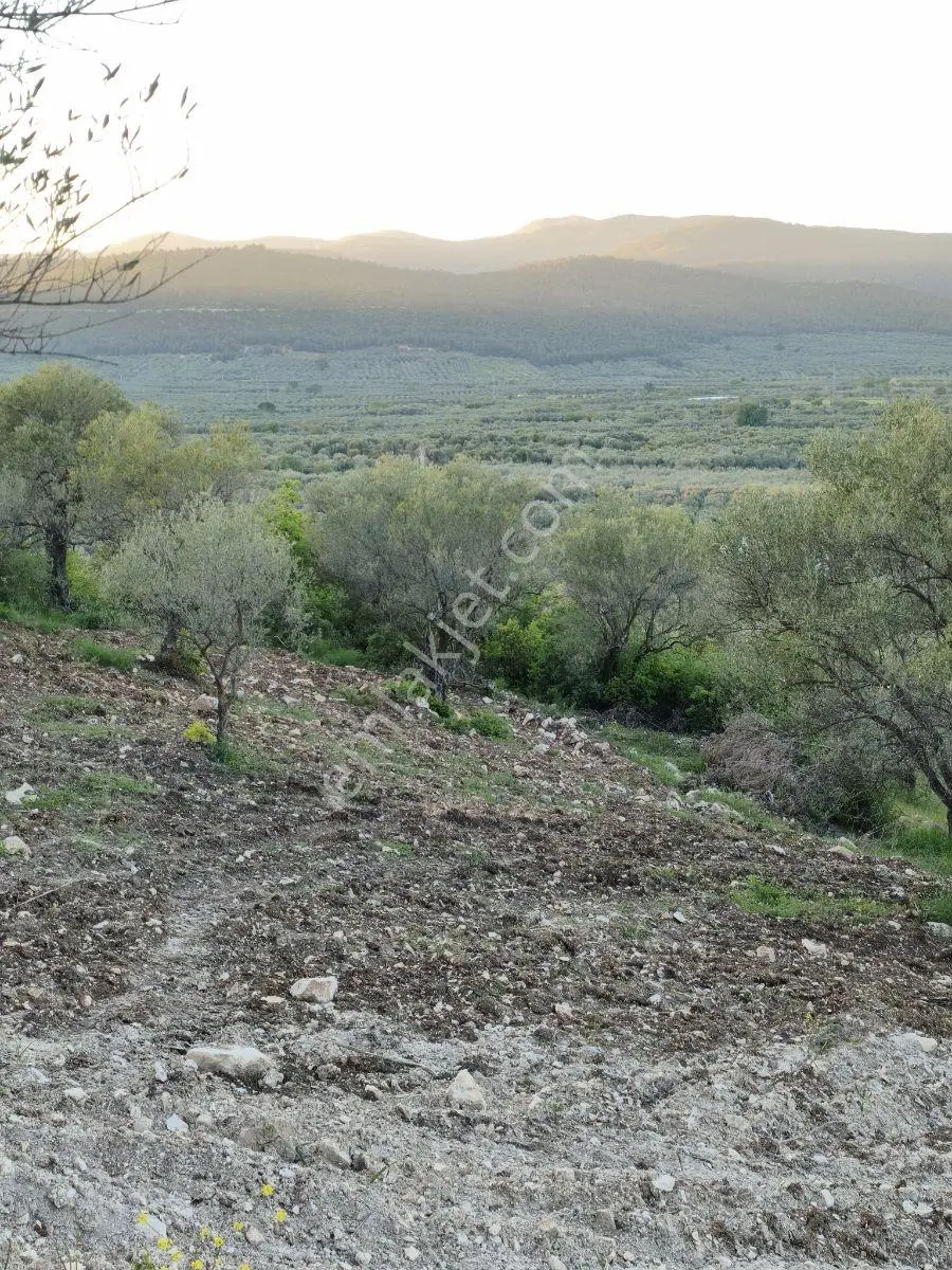 Akhisar Sabancılarda 1.485 M2 Tek Tapu Uygun Fiyatlı Zeytinlik — fotoğraf 18