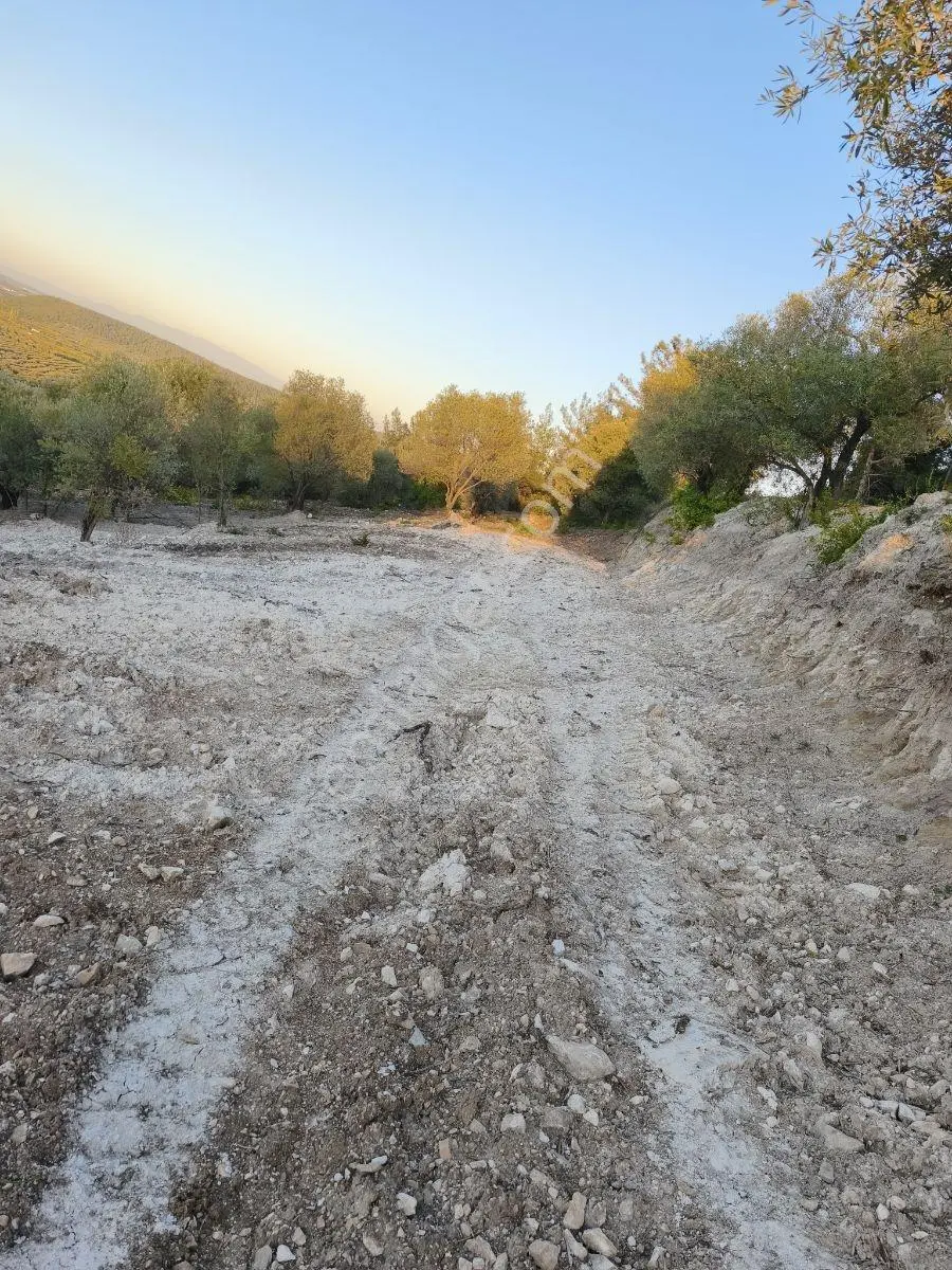Akhisar Sabancılarda 1.485 M2 Tek Tapu Uygun Fiyatlı Zeytinlik — fotoğraf 19