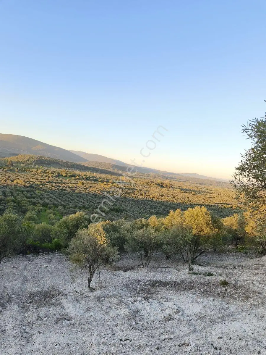 Akhisar Sabancılarda 1.485 M2 Tek Tapu Uygun Fiyatlı Zeytinlik — fotoğraf 20