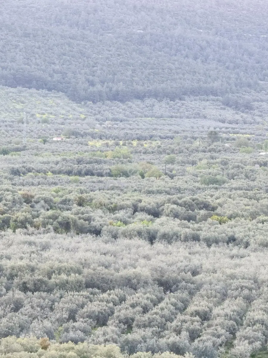 Akhisar Sabancılarda 1.485 M2 Tek Tapu Uygun Fiyatlı Zeytinlik — fotoğraf 23