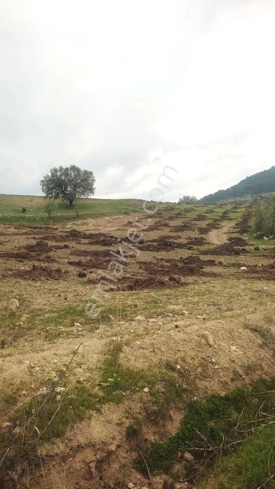 4 Manisa Selendi Yeşilde 6.753 M² Satılık Tarla — fotoğraf 4