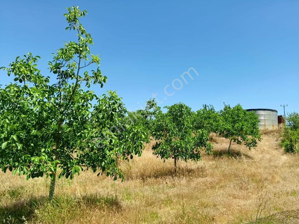 Tc Emlaktan Satılık ​ Toplam 220 Dönüm Arazi !! — fotoğraf 11