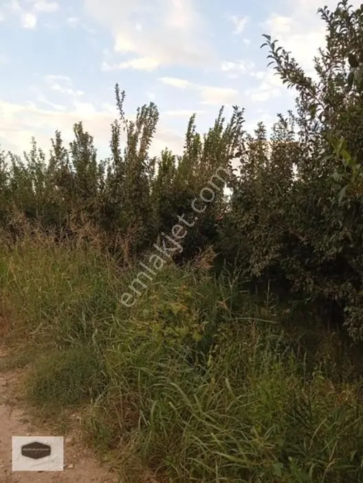 Manisa Ya 10 Dk Mesafe De Kayısı Ve Erik Bahçesi 2 Ayrı Parsel — fotoğraf 2