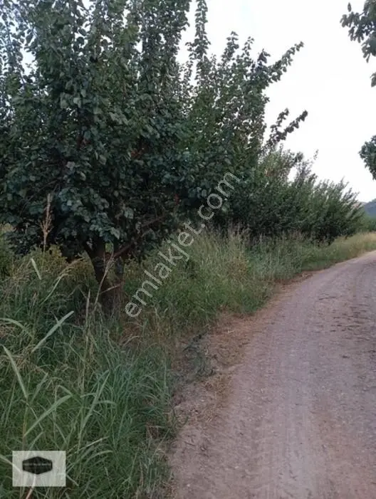 Manisa Ya 10 Dk Mesafe De Kayısı Ve Erik Bahçesi 2 Ayrı Parsel — fotoğraf 3