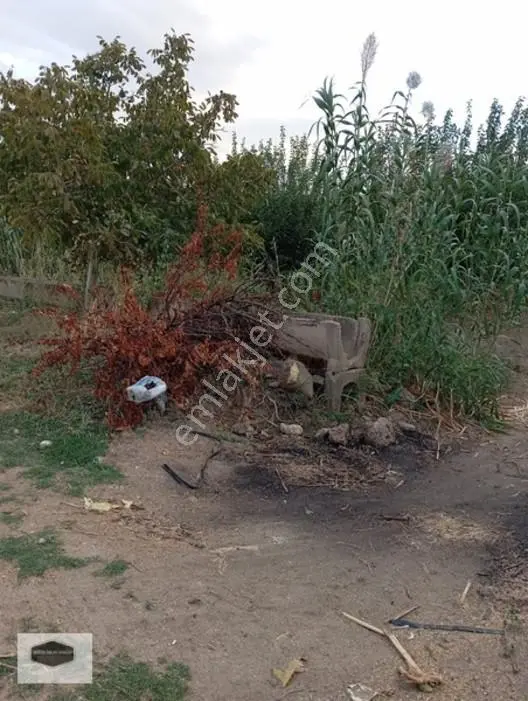 Manisa Ya 10 Dk Mesafe De Kayısı Ve Erik Bahçesi 2 Ayrı Parsel — fotoğraf 5