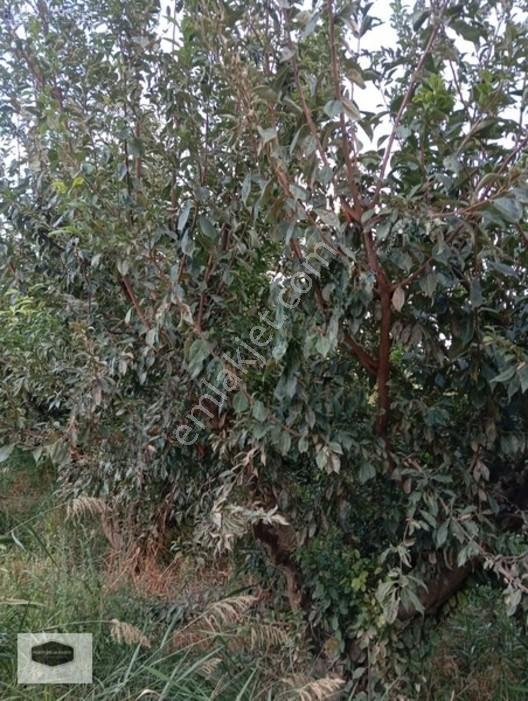 Manisa Ya 10 Dk Mesafe De Kayısı Ve Erik Bahçesi 2 Ayrı Parsel — fotoğraf 7
