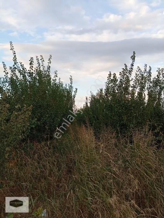 Manisa Ya 10 Dk Mesafe De Kayısı Ve Erik Bahçesi 2 Ayrı Parsel — fotoğraf 8
