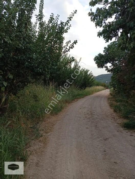 Manisa Ya 10 Dk Mesafe De Kayısı Ve Erik Bahçesi 2 Ayrı Parsel — fotoğraf 11