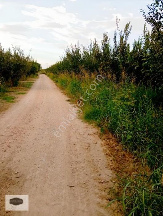Manisa Ya 10 Dk Mesafe De Kayısı Ve Erik Bahçesi 2 Ayrı Parsel — fotoğraf 12