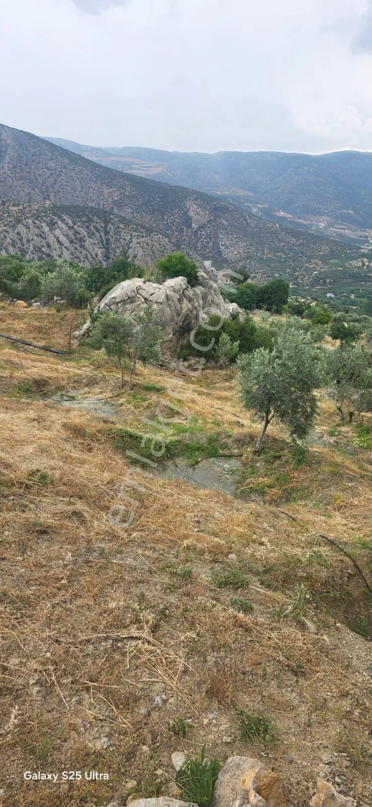 Kent Plaza Gayrimenkul Satıyor 3.000m2 Zeytinlik — fotoğraf 2