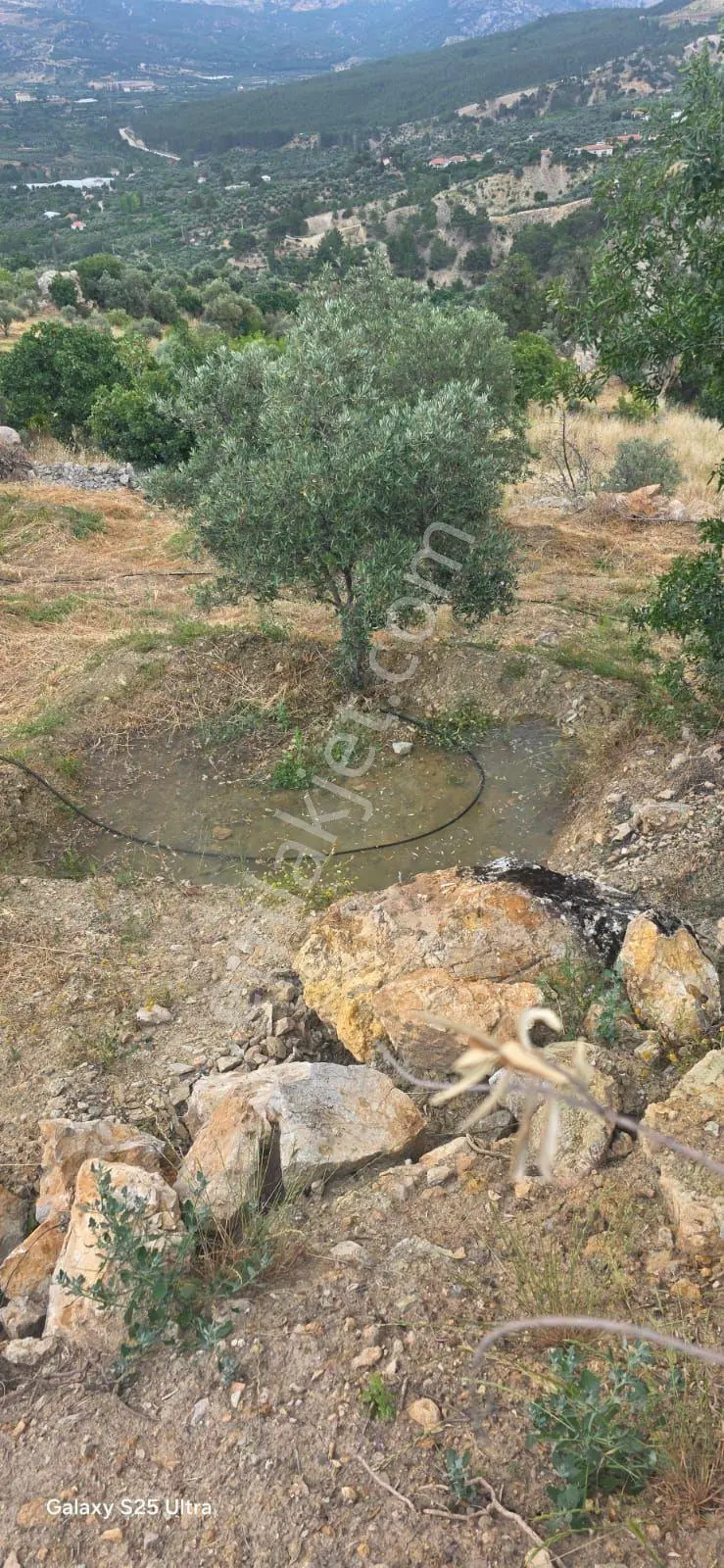 Kent Plaza Gayrimenkul Satıyor 3.000m2 Zeytinlik — fotoğraf 3