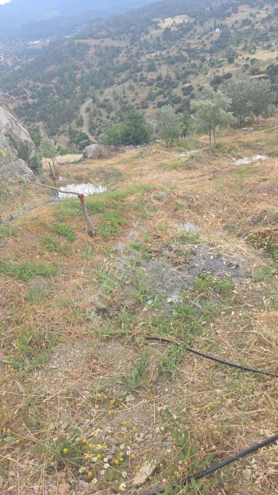 Kent Plaza Gayrimenkul Satıyor 3.000m2 Zeytinlik — fotoğraf 4