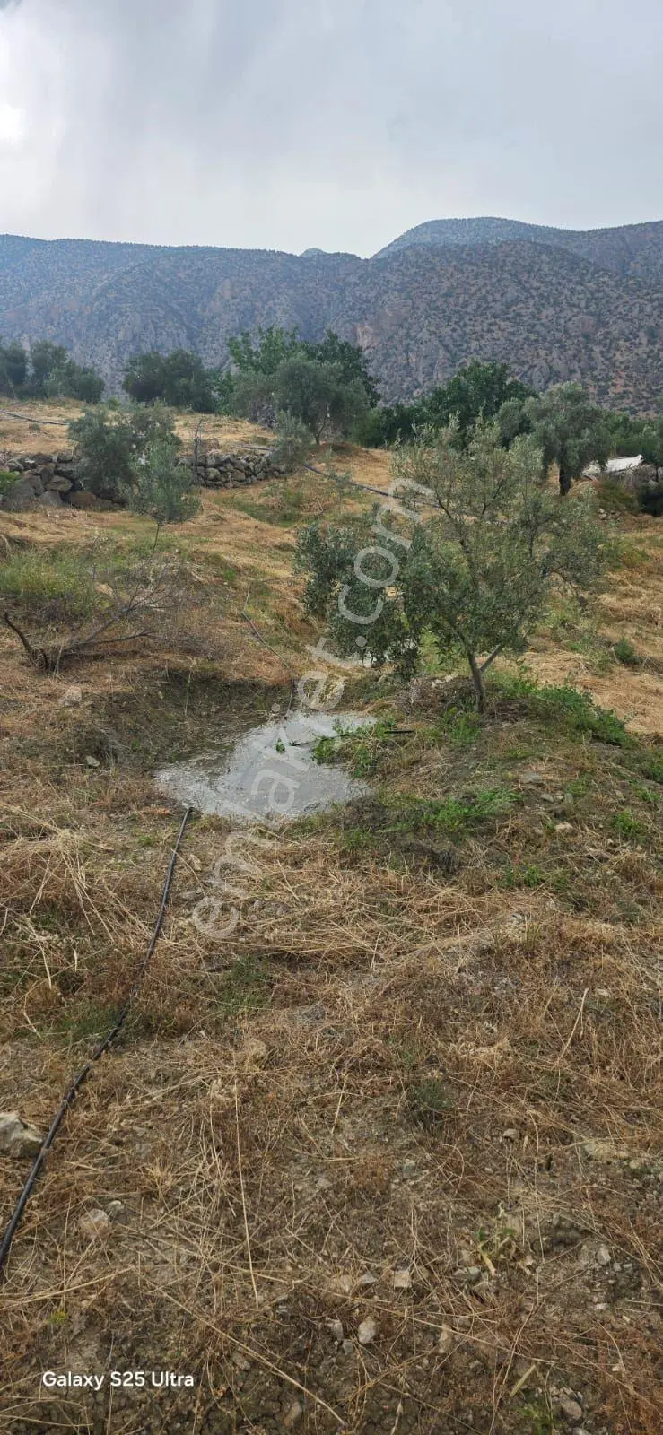 Kent Plaza Gayrimenkul Satıyor 3.000m2 Zeytinlik — fotoğraf 5