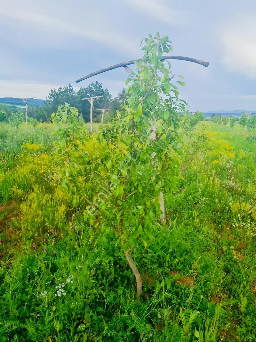 Değişim Emlak'tan Daday Da Satılık Tarla — fotoğraf 3