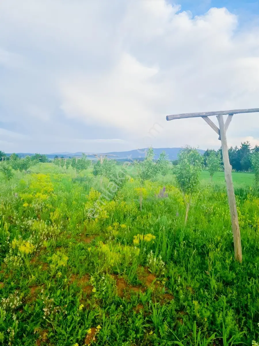 Değişim Emlak'tan Daday Da Satılık Tarla — fotoğraf 4