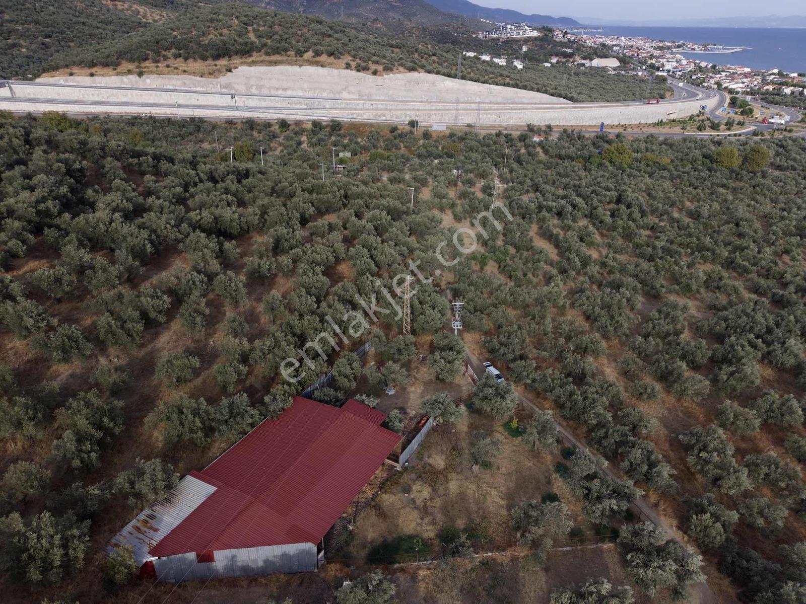 Güçlü Kardeşler Yeşilyurtda 1440M2 Çiftlik Tadında Zeytinlik