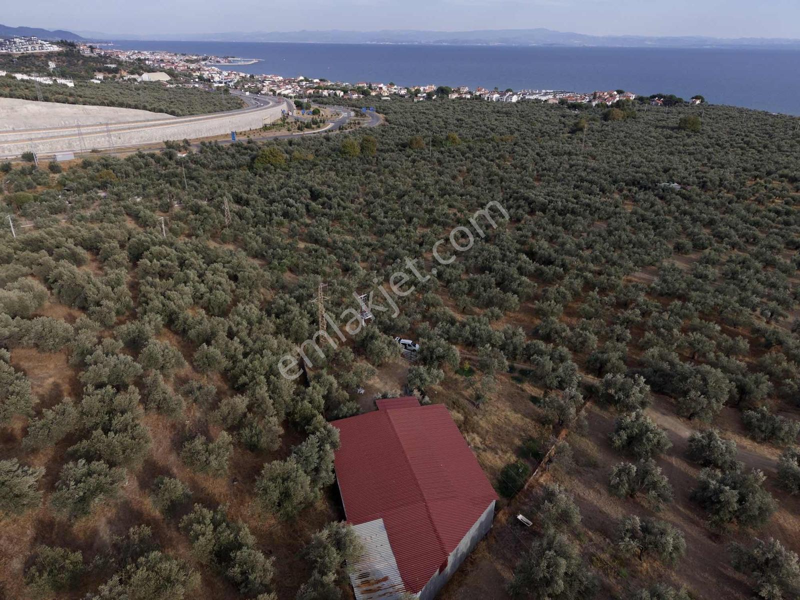 Güçlü Kardeşler Yeşilyurtda 1440m2 Çiftlik Tadında Zeytinlik — fotoğraf 2