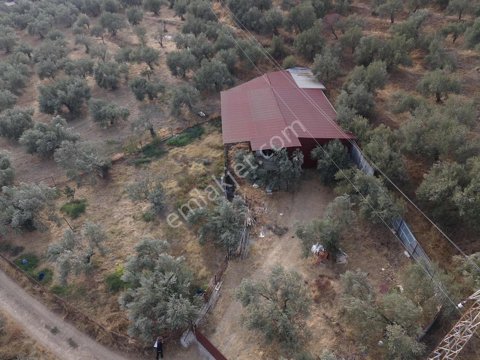Güçlü Kardeşler Yeşilyurtda 1440m2 Çiftlik Tadında Zeytinlik — fotoğraf 3