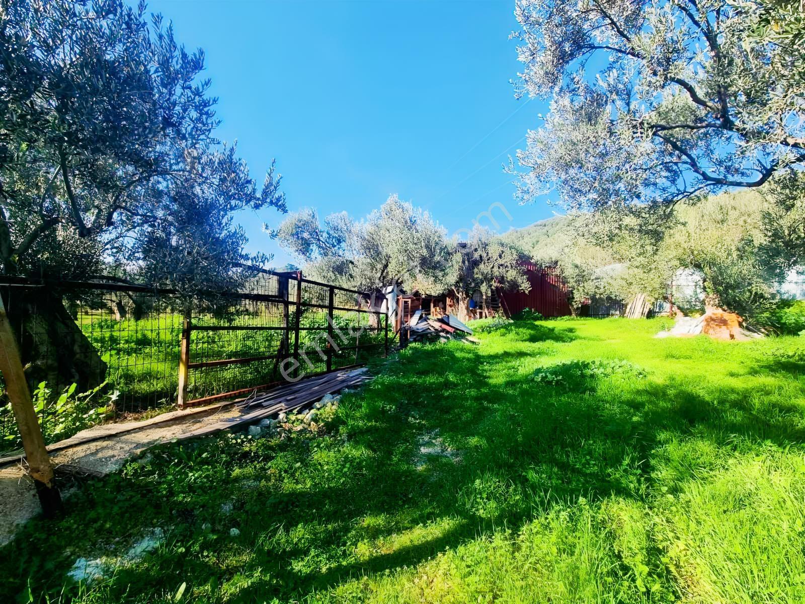 Güçlü Kardeşler Yeşilyurtda 1440m2 Çiftlik Tadında Zeytinlik — fotoğraf 4