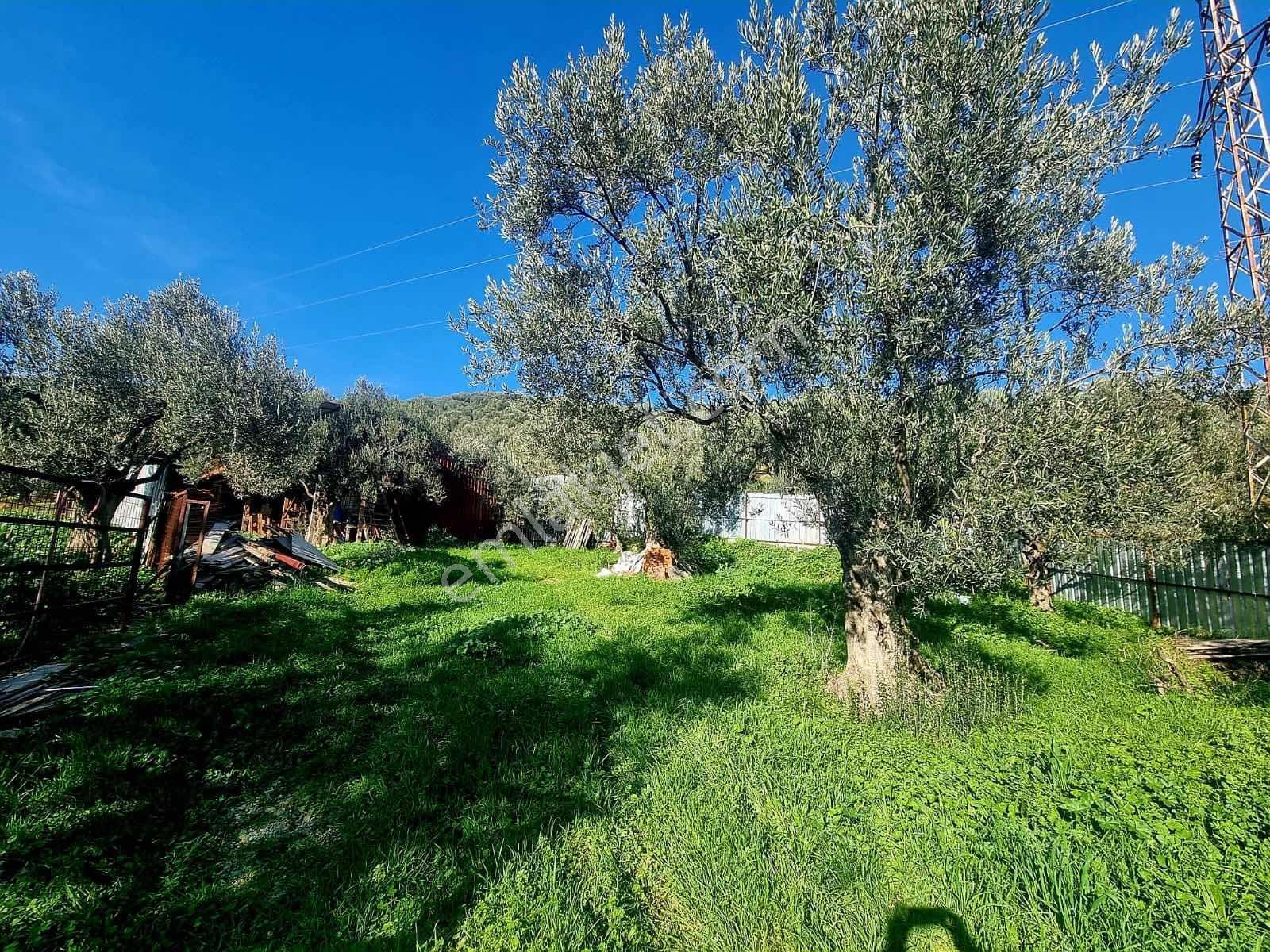 Güçlü Kardeşler Yeşilyurtda 1440m2 Çiftlik Tadında Zeytinlik — fotoğraf 6