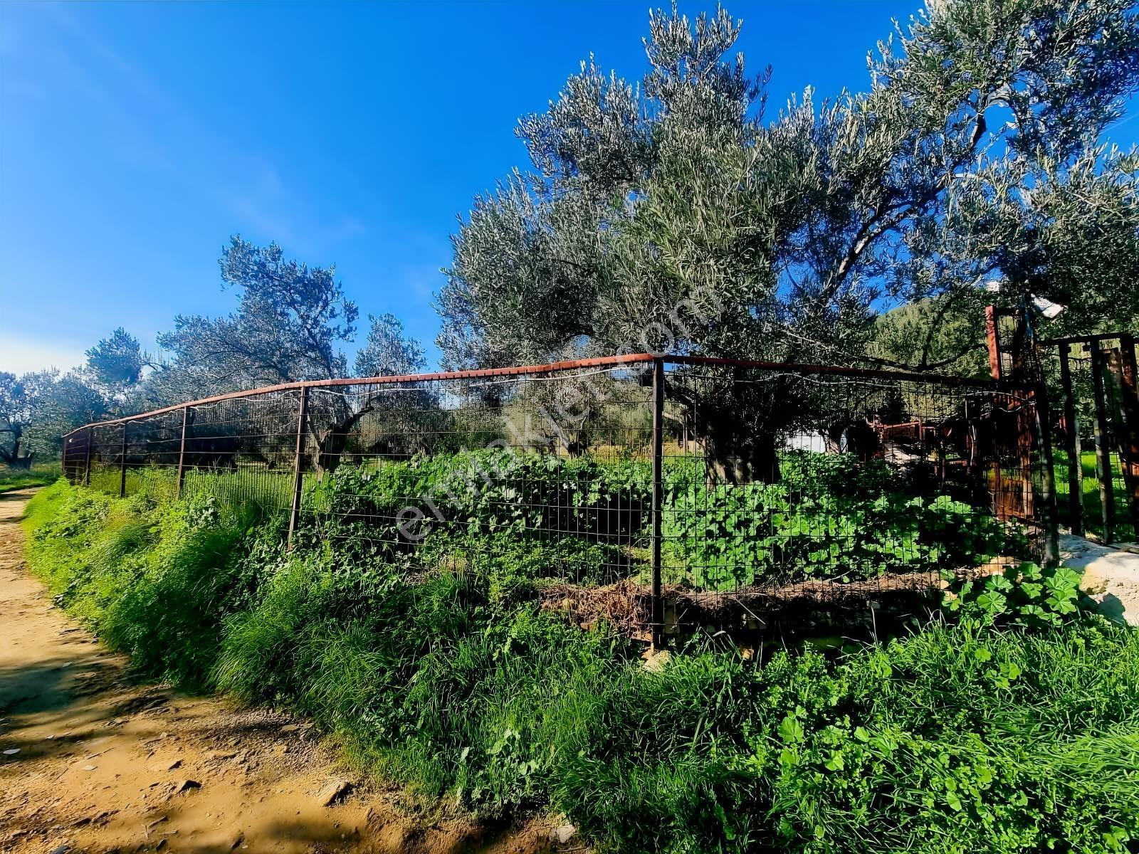 Güçlü Kardeşler Yeşilyurtda 1440m2 Çiftlik Tadında Zeytinlik — fotoğraf 7