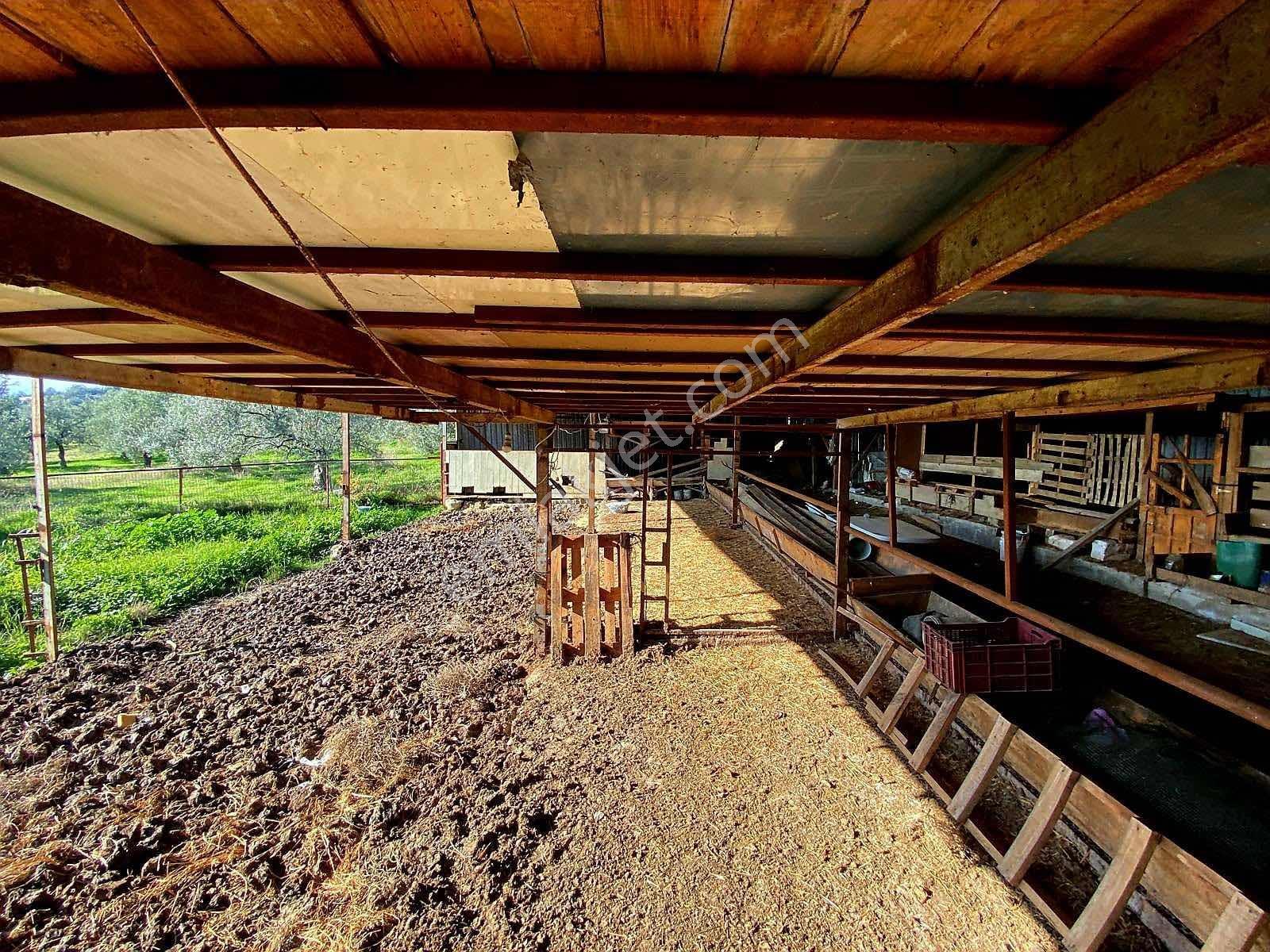 Güçlü Kardeşler Yeşilyurtda 1440m2 Çiftlik Tadında Zeytinlik — fotoğraf 8