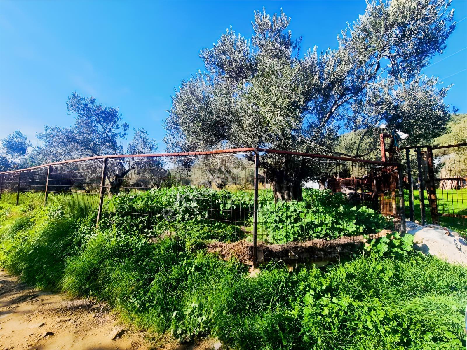 Güçlü Kardeşler Yeşilyurtda 1440m2 Çiftlik Tadında Zeytinlik — fotoğraf 9