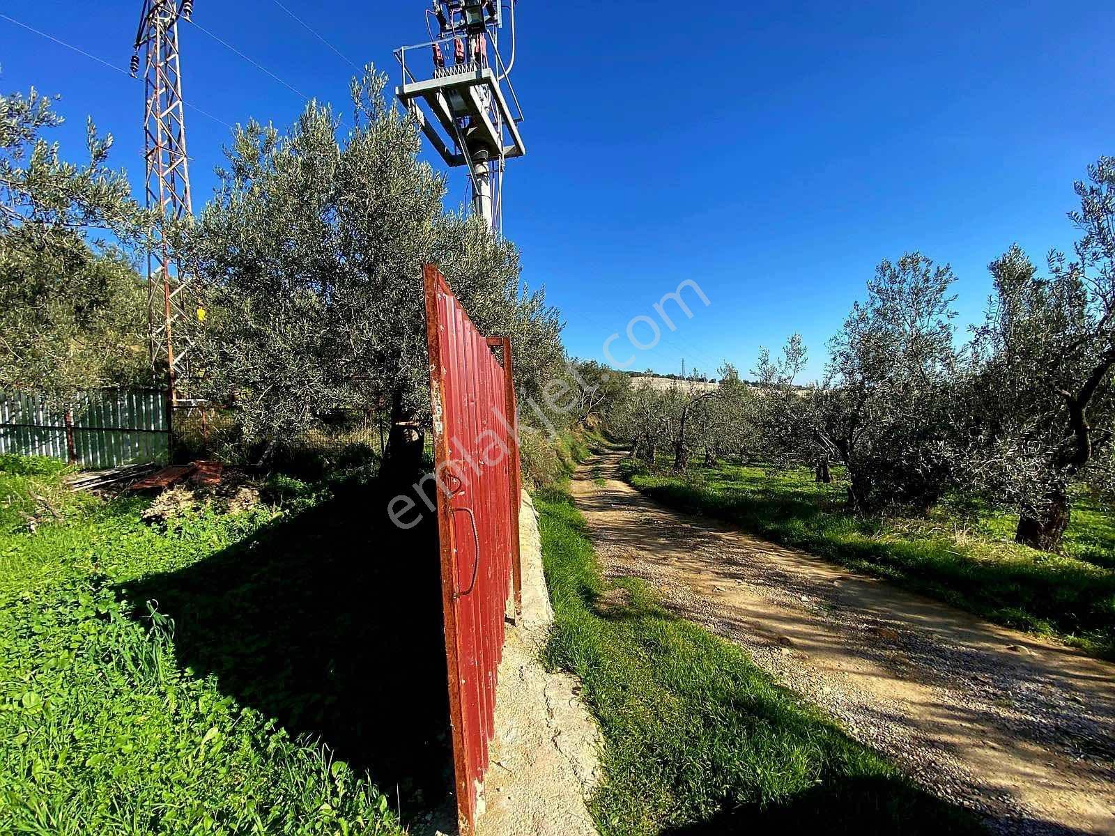 Güçlü Kardeşler Yeşilyurtda 1440m2 Çiftlik Tadında Zeytinlik — fotoğraf 10