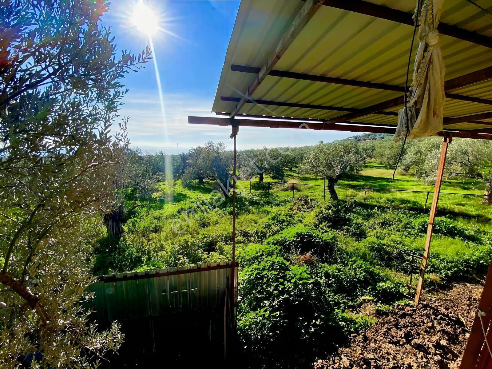 Güçlü Kardeşler Yeşilyurtda 1440m2 Çiftlik Tadında Zeytinlik — fotoğraf 11
