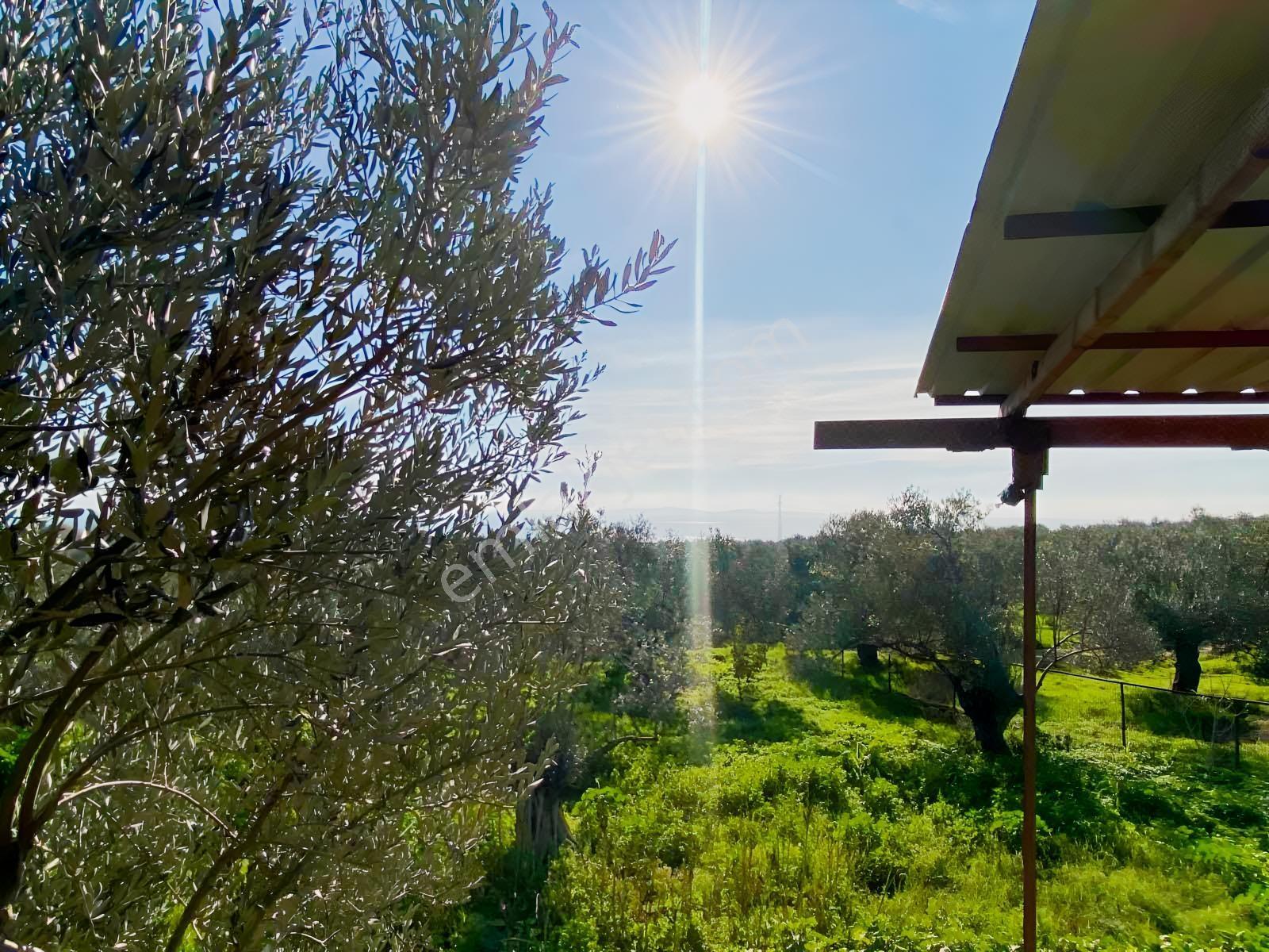 Güçlü Kardeşler Yeşilyurtda 1440m2 Çiftlik Tadında Zeytinlik — fotoğraf 14