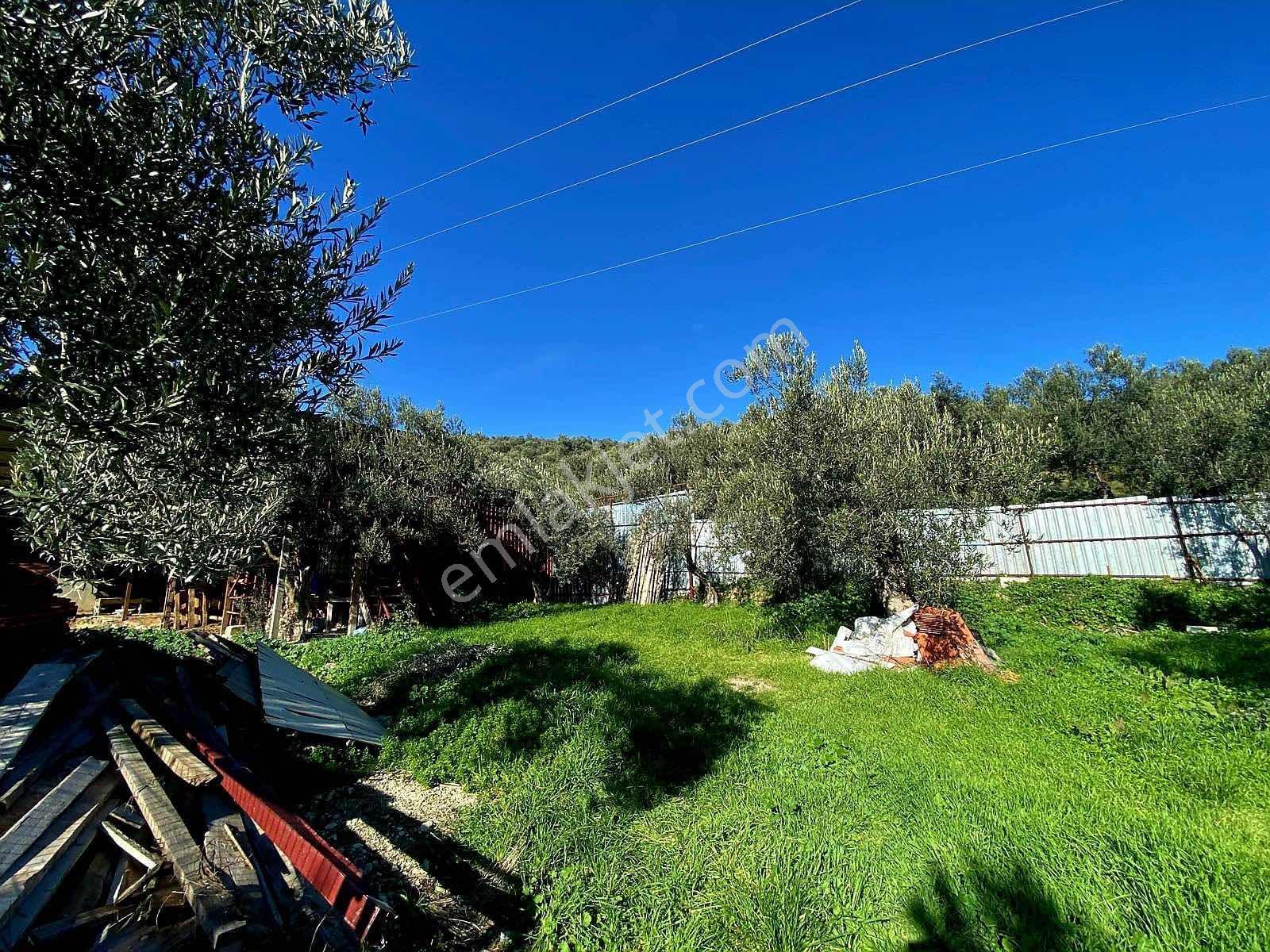 Güçlü Kardeşler Yeşilyurtda 1440m2 Çiftlik Tadında Zeytinlik — fotoğraf 15