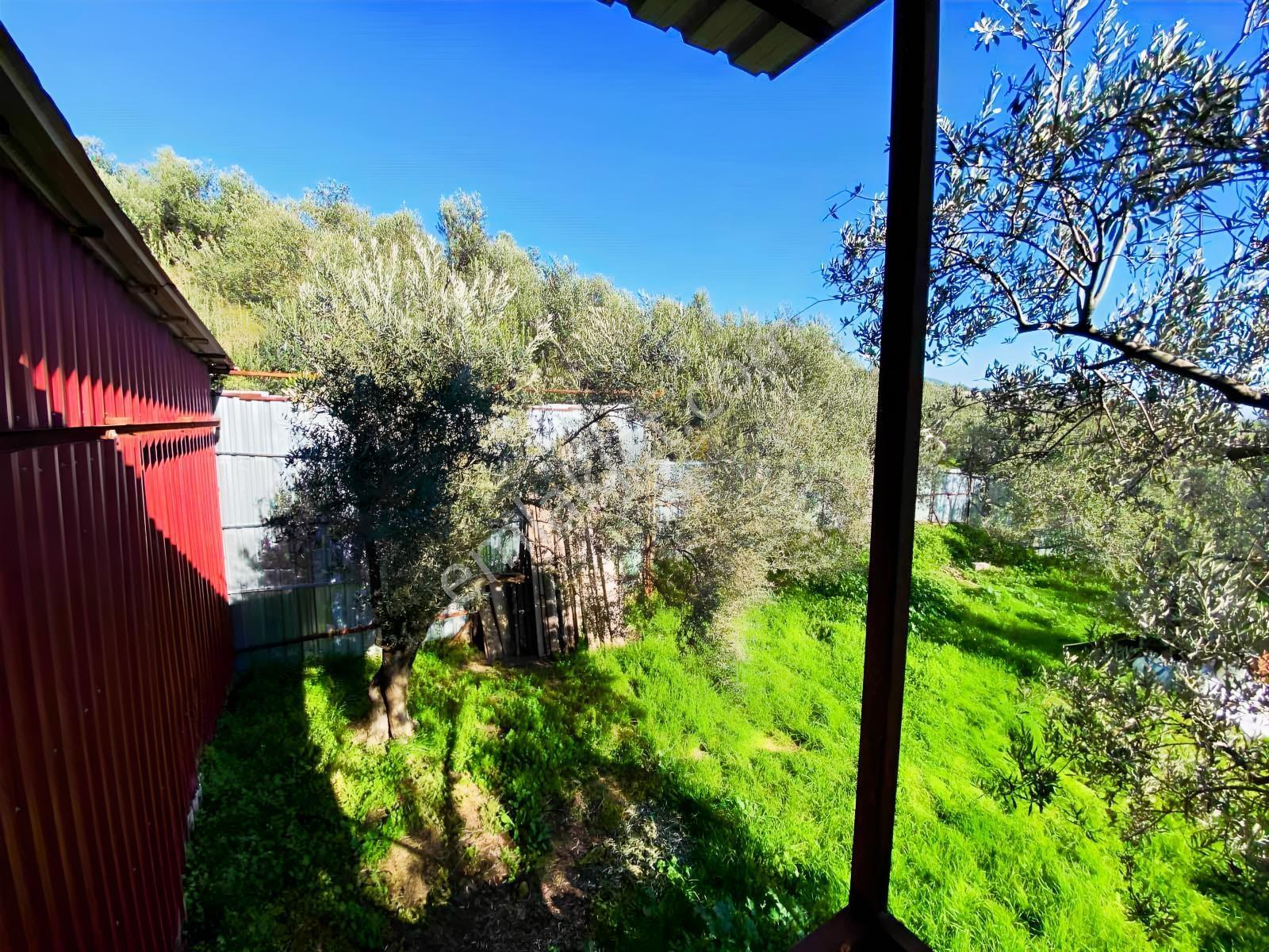 Güçlü Kardeşler Yeşilyurtda 1440m2 Çiftlik Tadında Zeytinlik — fotoğraf 16