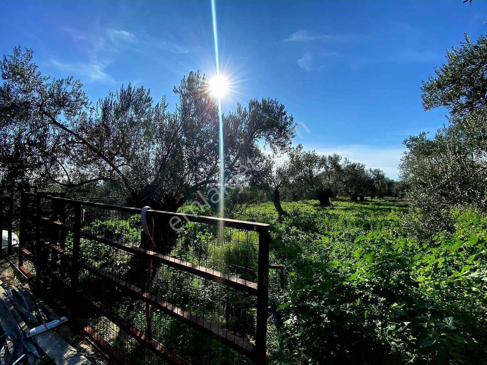 Güçlü Kardeşler Yeşilyurtda 1440m2 Çiftlik Tadında Zeytinlik — fotoğraf 18