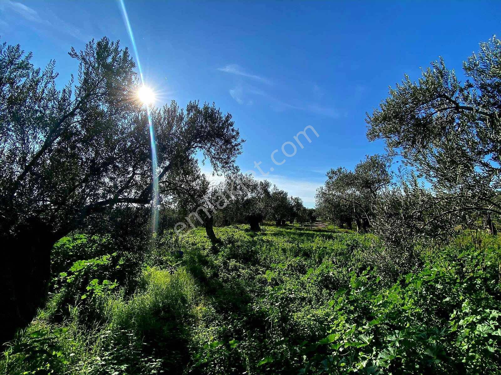 Güçlü Kardeşler Yeşilyurtda 1440m2 Çiftlik Tadında Zeytinlik — fotoğraf 19