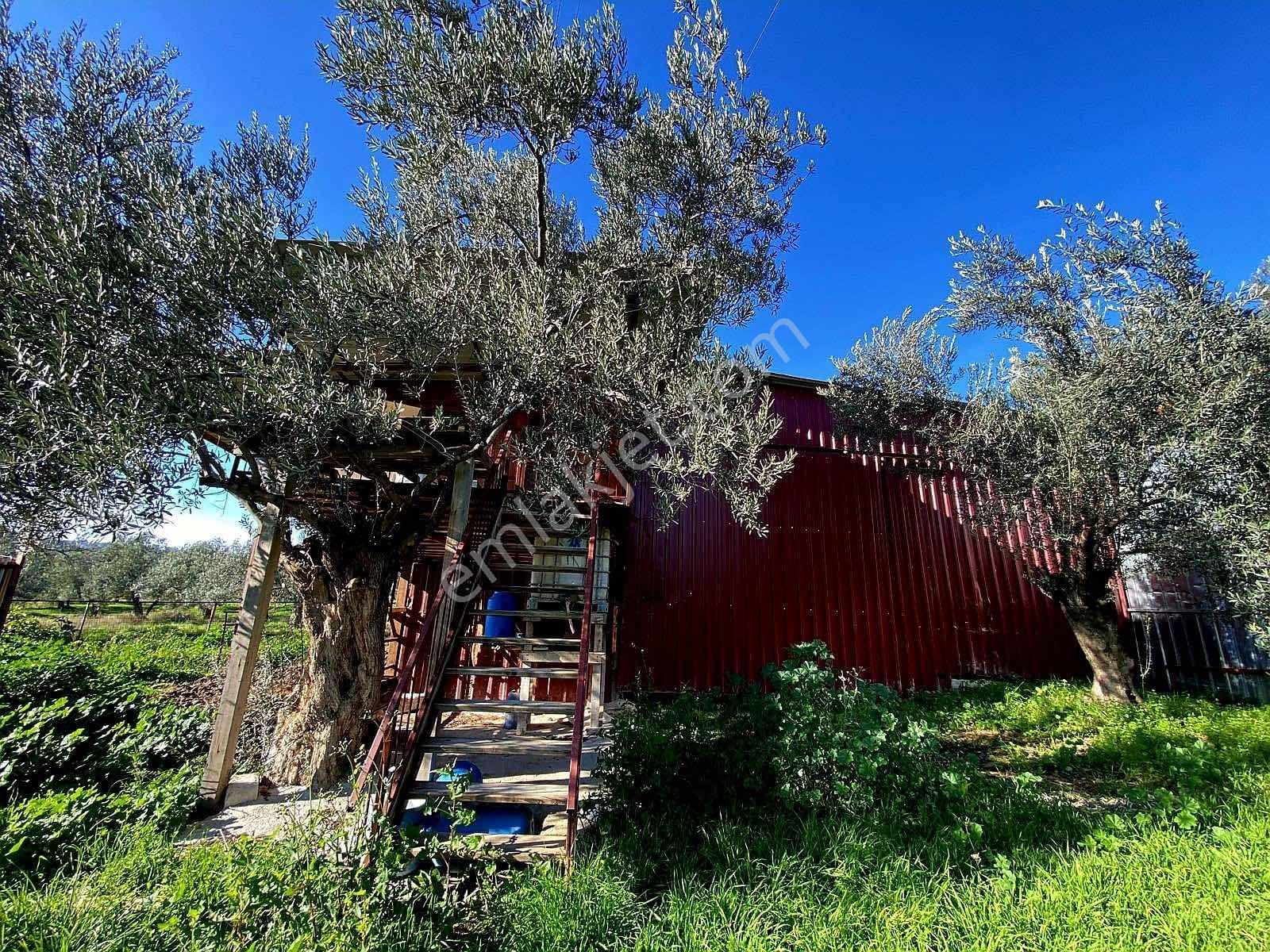 Güçlü Kardeşler Yeşilyurtda 1440m2 Çiftlik Tadında Zeytinlik — fotoğraf 21