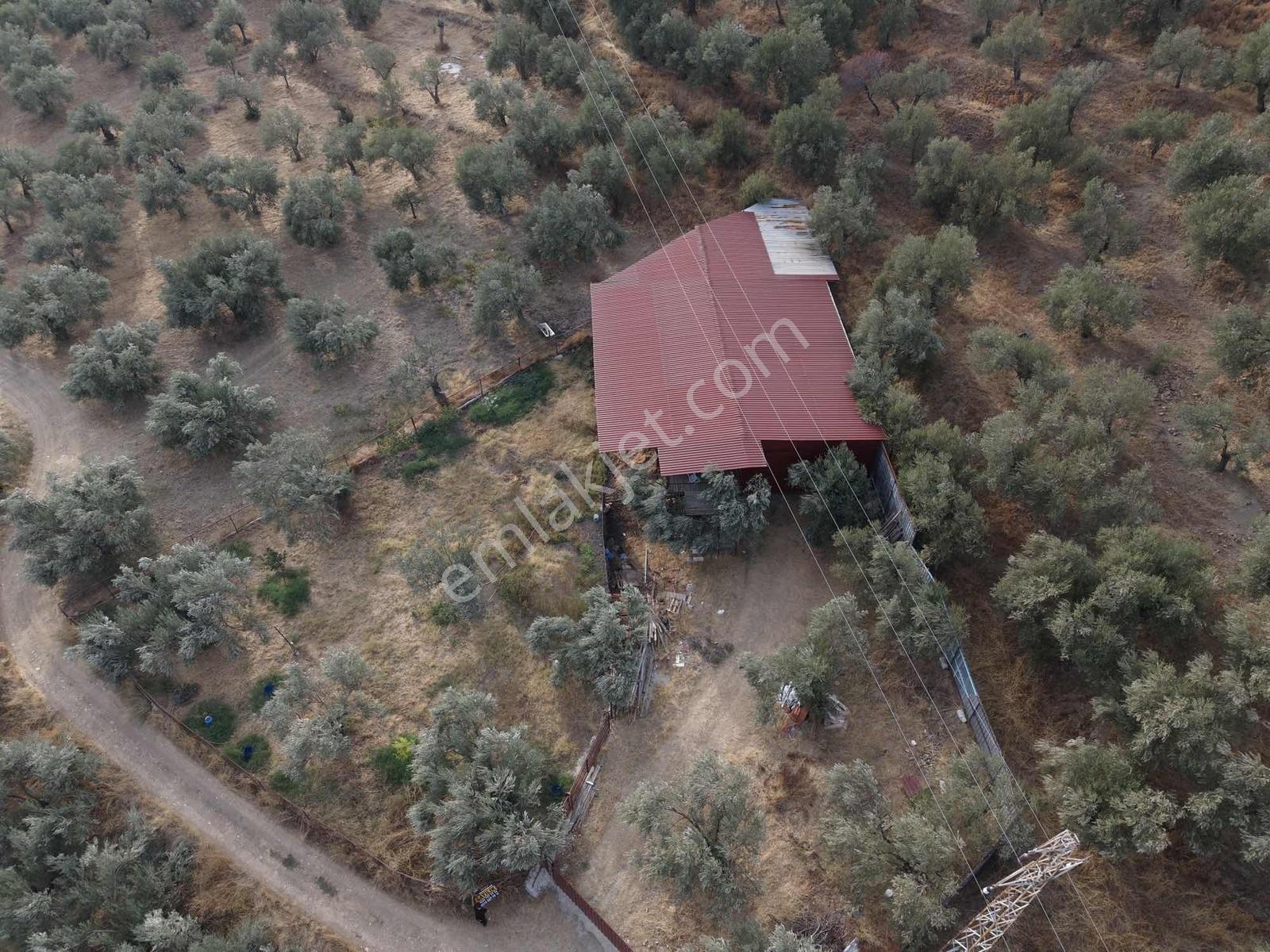 Güçlü Kardeşler Yeşilyurtda 1440m2 Çiftlik Tadında Zeytinlik — fotoğraf 23