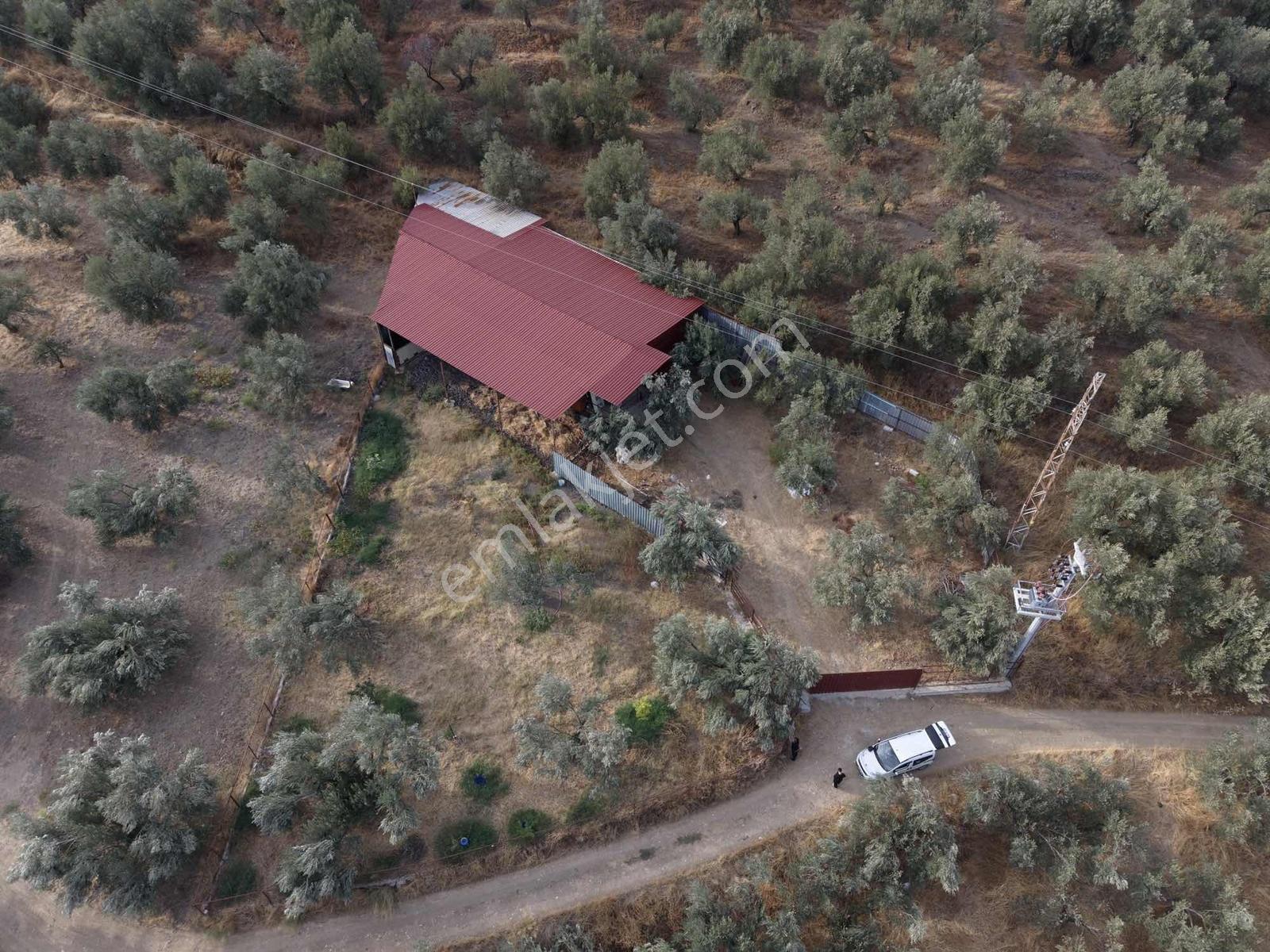 Güçlü Kardeşler Yeşilyurtda 1440m2 Çiftlik Tadında Zeytinlik — fotoğraf 24