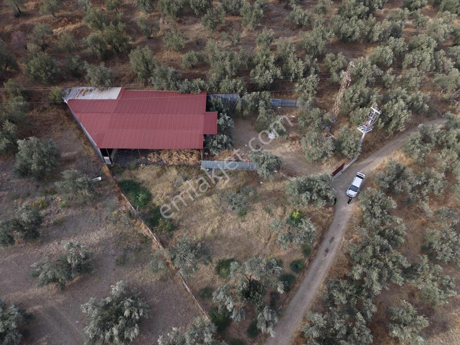 Güçlü Kardeşler Yeşilyurtda 1440m2 Çiftlik Tadında Zeytinlik — fotoğraf 25