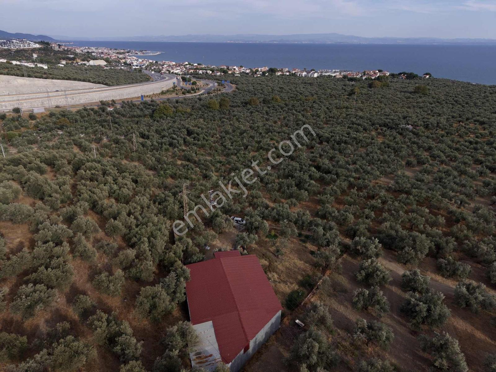 Güçlü Kardeşler Yeşilyurtda 1440m2 Çiftlik Tadında Zeytinlik — fotoğraf 26